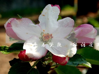 二手房贷款 征信逾期 二手房贷款 征信逾期